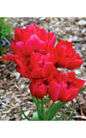 Тюльпан Многоцветковый Estatic