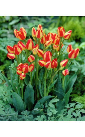 Тюльпан Многоцветковый Florette