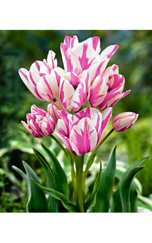 Тюльпан Многоцветковый Frisby