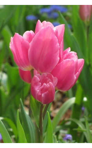 Тюльпан Многоцветковый Happy Family