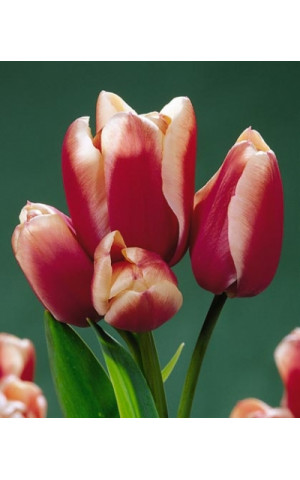 Тюльпан Многоцветковый Lucky Dragon