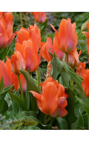 Тюльпан Многоцветковый Orange Bouquet
