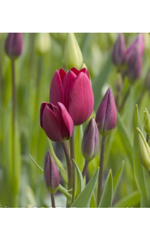 Тюльпан Багатоквітковий Purple Bouquet