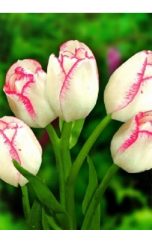 Тюльпан Багатоквітковий Rosy Bouquet