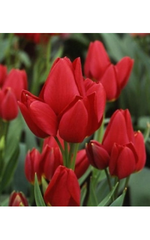 Тюльпан Многоцветковый Silhouette Bouguet