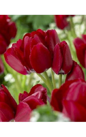 Тюльпан Багатоквітковий Silhouette Bouquet