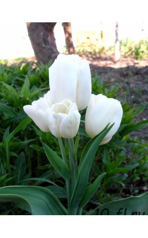 Тюльпан Многоцветковый Weisse Berliner