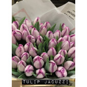 Тюльпан Триумф Jacuzzi
