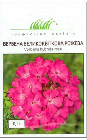 Вербена рожева 