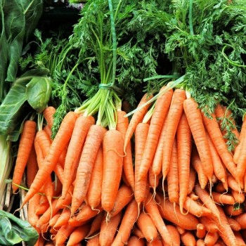 Посів моркви восени: правила та поради, найкращі сорти