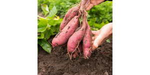 Как вырастить батат (сладкий картофель): посадка, уход, защита
