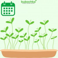 Календарь посева семян на рассаду 2024 (январь-май)