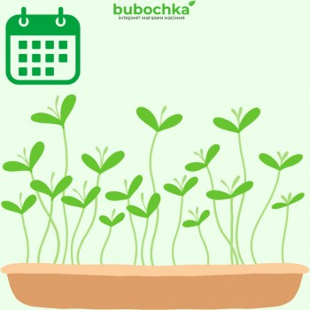 Календар посіву насіння на розсаду 2024 (січень-травень)