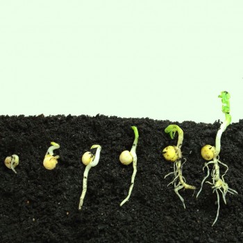 Які умови потрібні для проростання насіння?