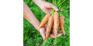 Прореживание моркови и свеклы: почему это важно