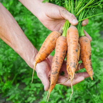 Прореживание моркови и свеклы: почему это важно