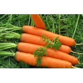 Морковь Берликум (Berlikum) Kouel