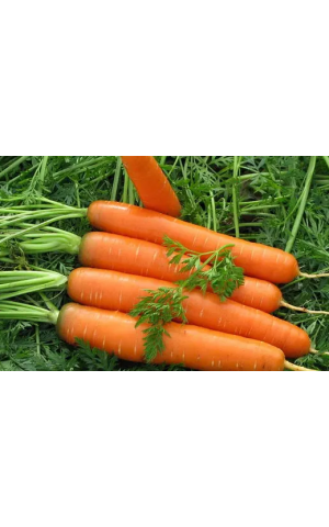 Морковь Берликум (Berlikum) Kouel