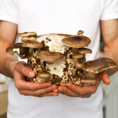 Набор для выращивания грибов шиитаке