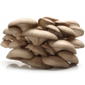Набор для виращивания грибов: вешенки