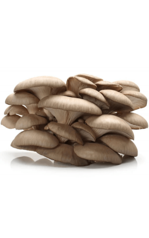Набор для виращивания грибов: вешенки