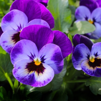Как выращивать цветы Виолы (Анютины глазки)?