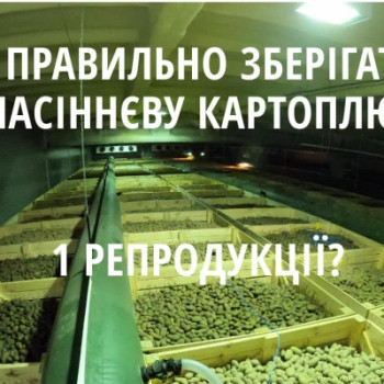 Як та в яких умов зберігати картоплю першої репродукції в Україні?