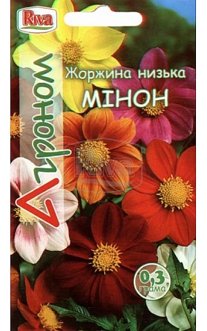 Георгина низкая Минон Riva Trade