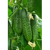 Огурец Амант (Аmant) F1  Bejo