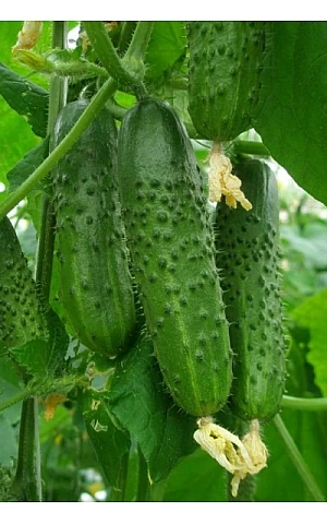 Огурец Амант (Аmant) F1  Bejo