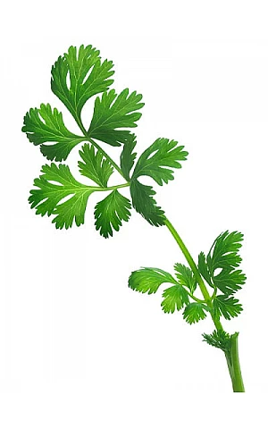 Кориандр Карибе (Caribe) 