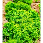 Салат Анісол (Anisol)  Syngenta