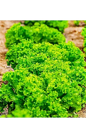 Салат Анисол (Anisol)  Syngenta