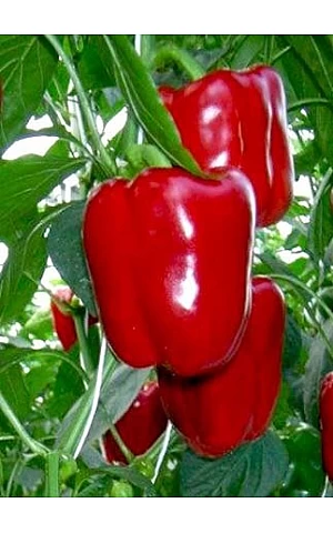 Перец Сладкий Корнелия F1 (Cornelia F1)  Syngenta