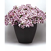 Петуния ампельная Easy Wave F1  Burgundy Star