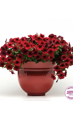 Петуния ампельная Easy Wave F1  Red Velour