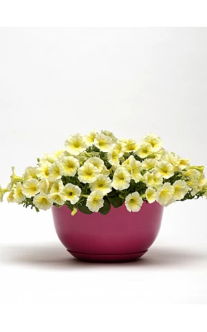 Петуния ампельная Easy Wave F1  Yellow