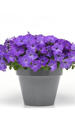 Петуния ампельная Easy Wave F1 Lavender Sky Blue