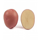 Картопля Крістіна (Kristina) 20 кг