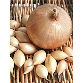 Цибуля сіянка Геркулес F1