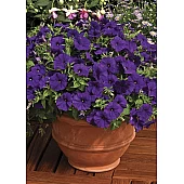 Петунія мілліфлора Picobella Blue