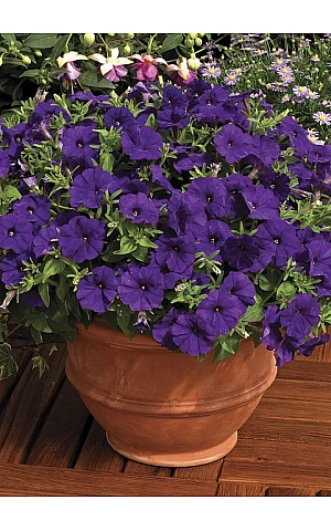 Петунія мілліфлора Picobella Blue