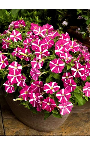 Петунія мілліфлора Picobella Rose Star