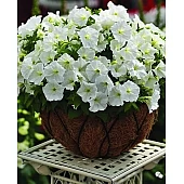 Петунія мілліфлора Picobella White