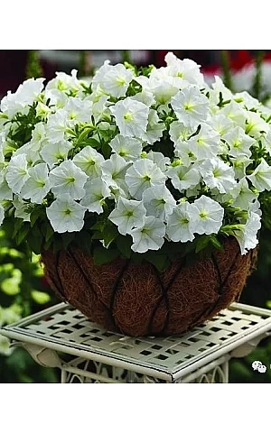 Петуния миллифлора Picobella White