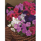 Петуния миллифлора Picobella Mix