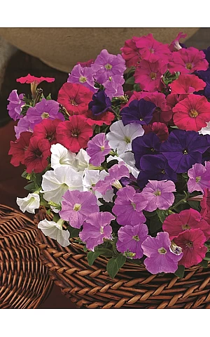 Петунія мілліфлора Picobella Mix