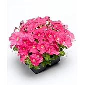 Петунія мілліфлора Picobella Pink