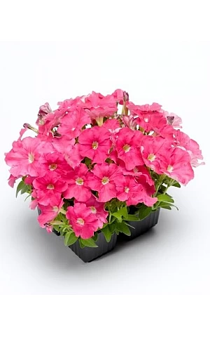 Петунія мілліфлора Picobella Pink