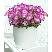 Петуния миллифлора Picobella Rose Morn